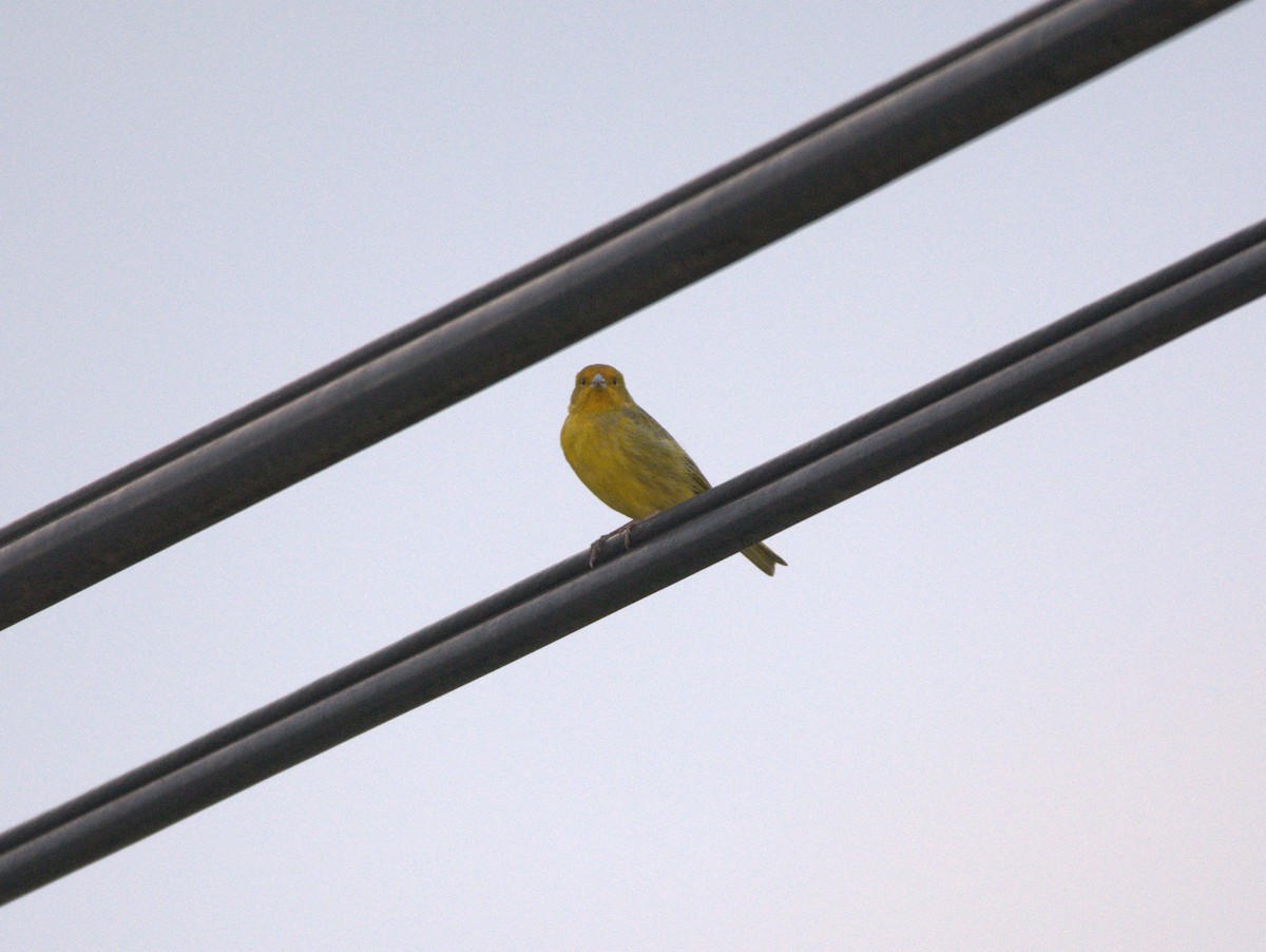Saffron Finch - ML625801575