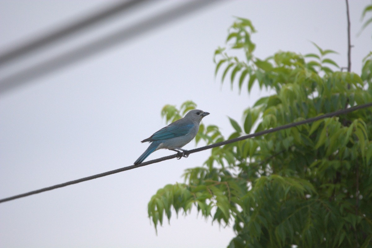 Sayaca Tanager - ML625801582