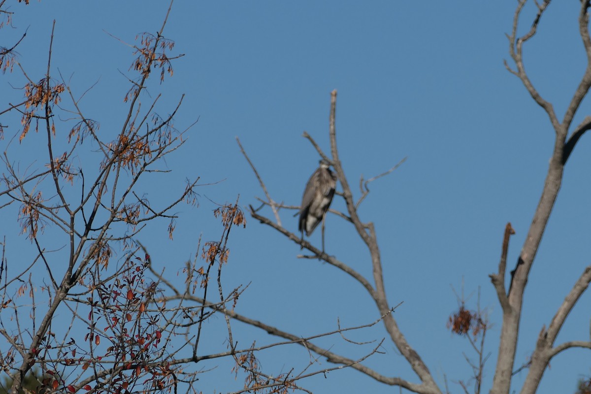 Great Blue Heron - ML625801614