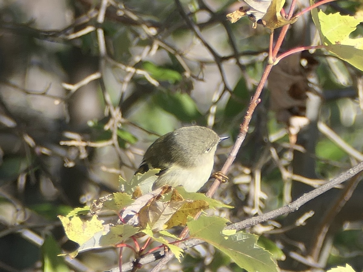 Ruby-crowned Kinglet - ML625801729