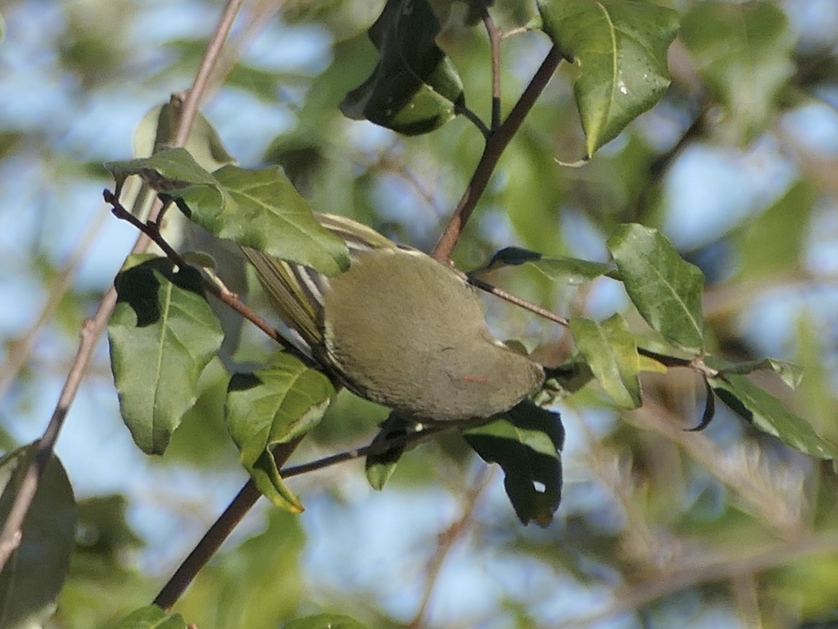 Ruby-crowned Kinglet - ML625801730