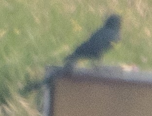 Black Drongo - ML625801767