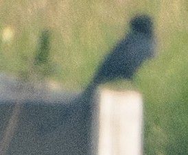 Black Drongo - ML625801768