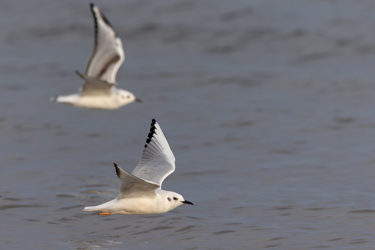 Bonaparte's Gull - ML625801799