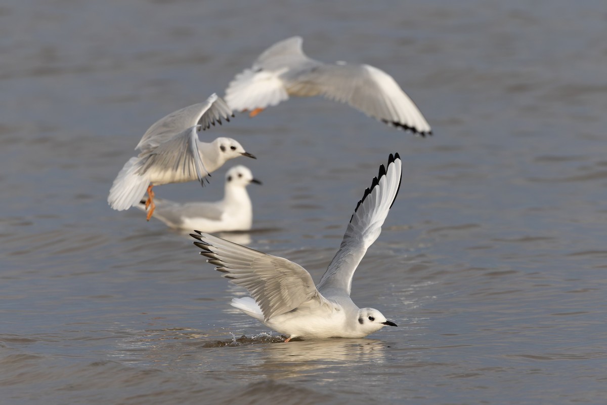 Bonaparte's Gull - ML625801832