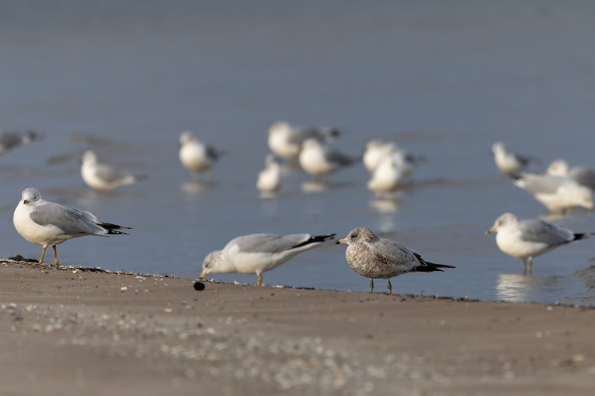 Ring-billed Gull - ML625801865