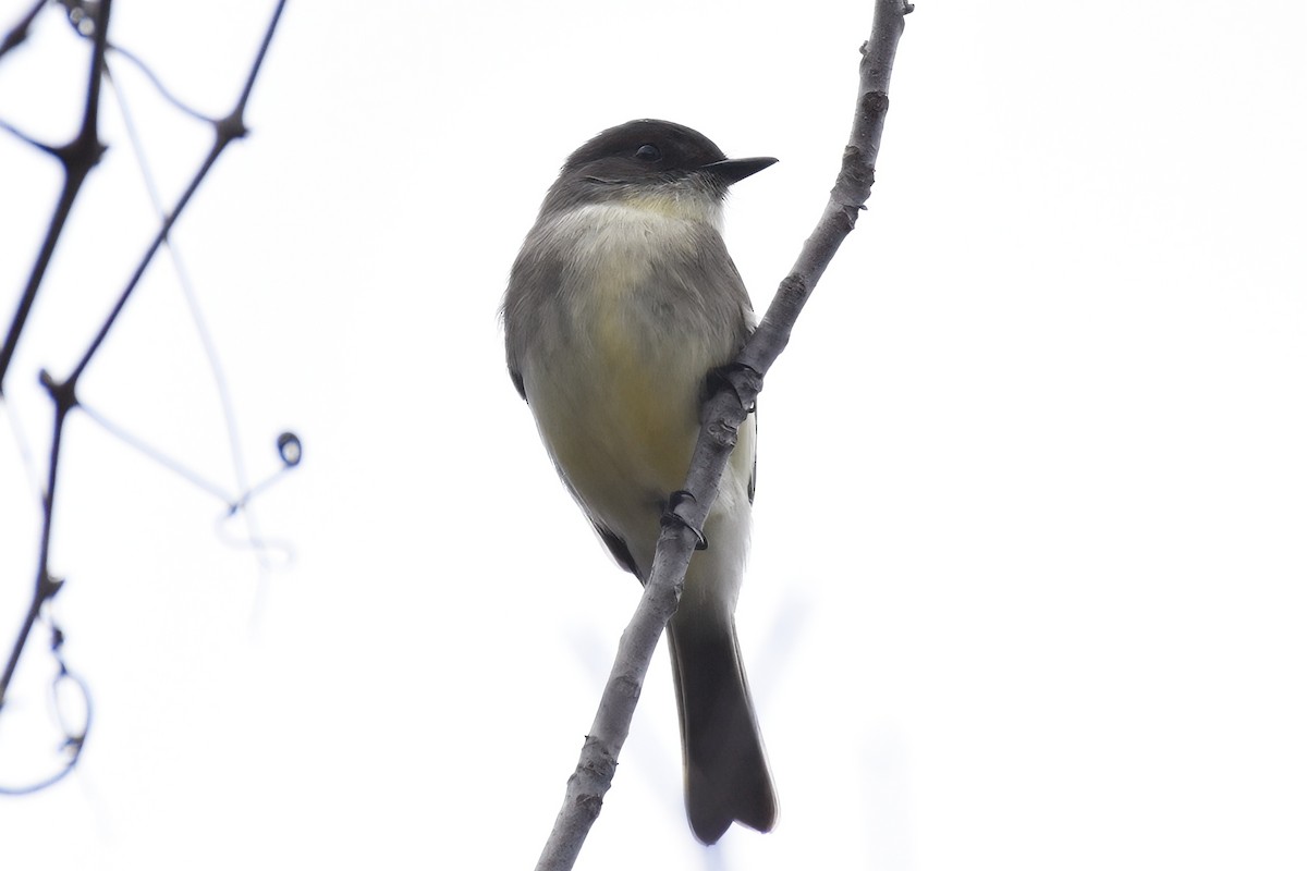 Eastern Phoebe - ML625801929