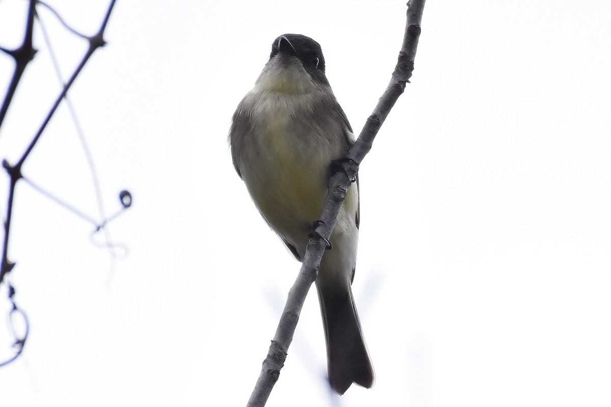 Eastern Phoebe - ML625801931