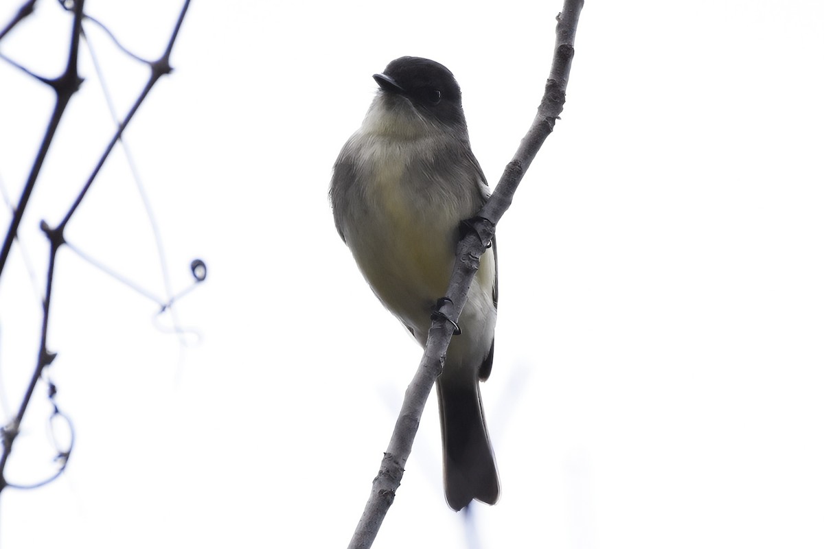 Eastern Phoebe - ML625801933