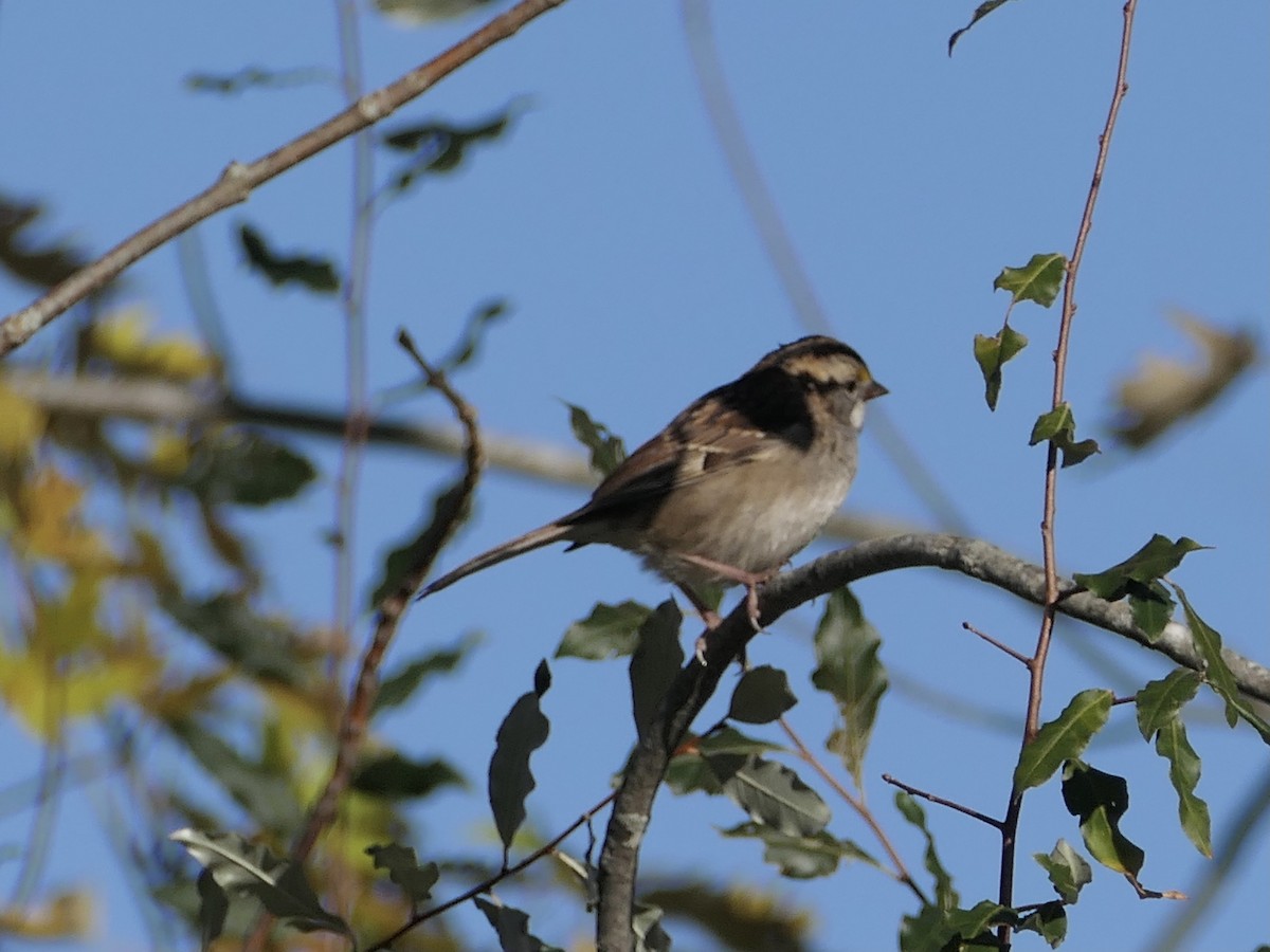 White-throated Sparrow - ML625801945
