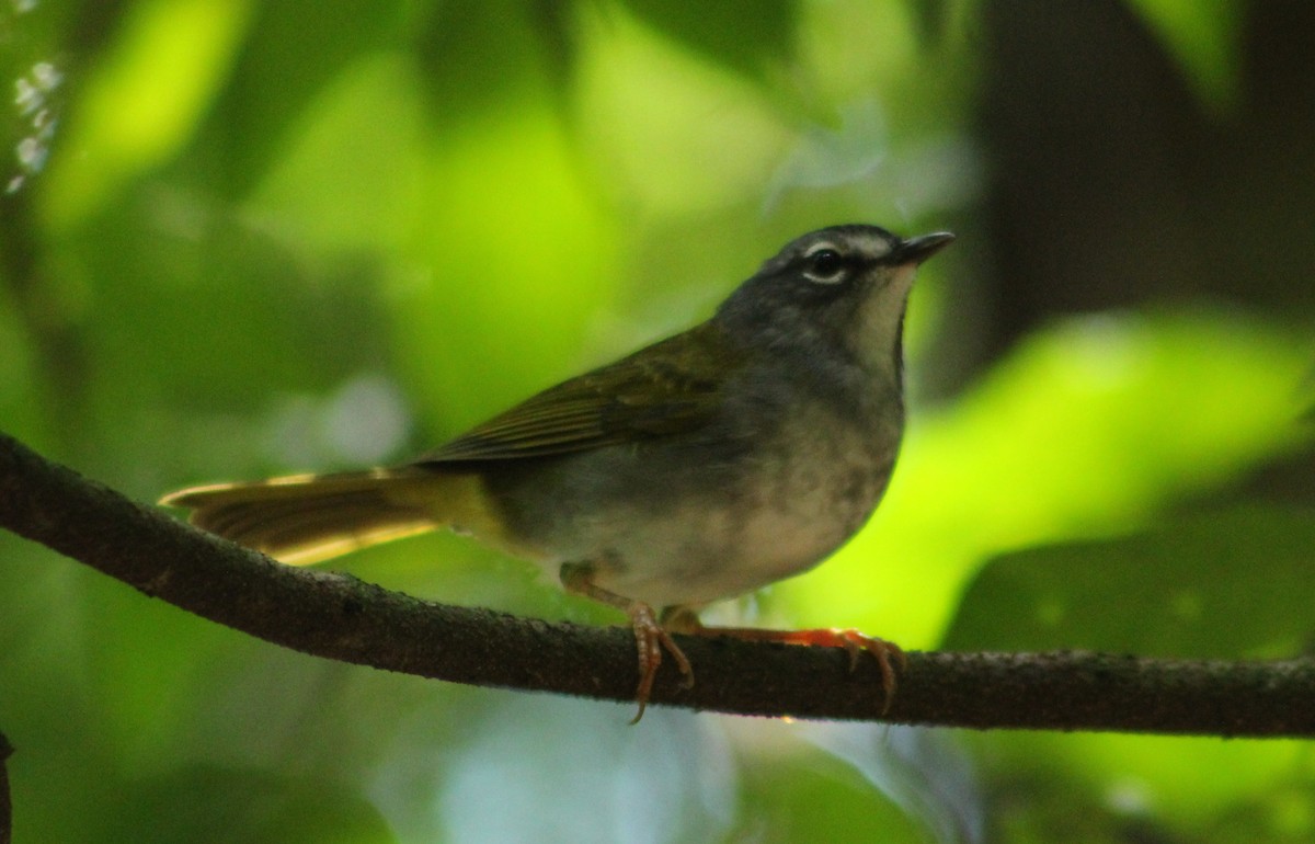 White-browed Warbler - ML625801974