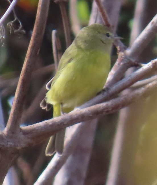 Orange-crowned Warbler - ML625801980
