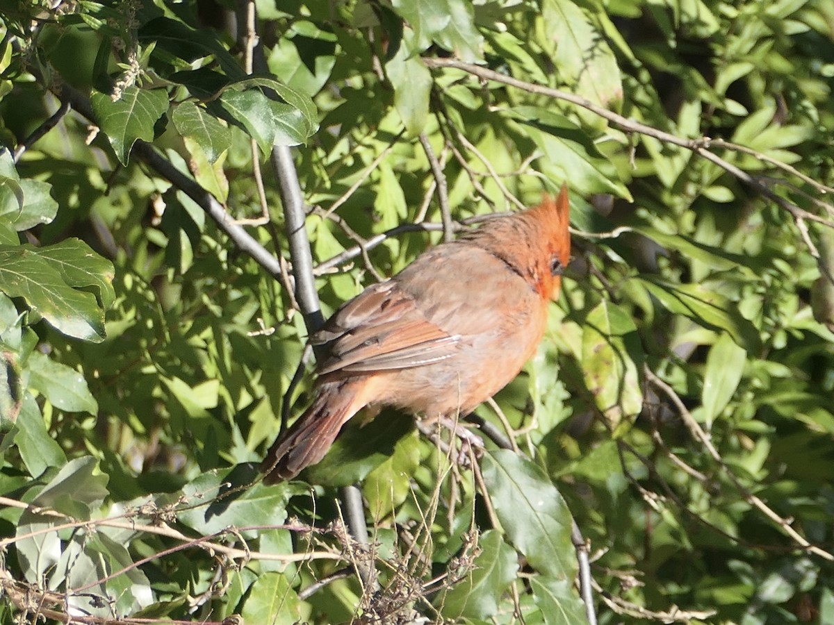 Northern Cardinal - ML625802001