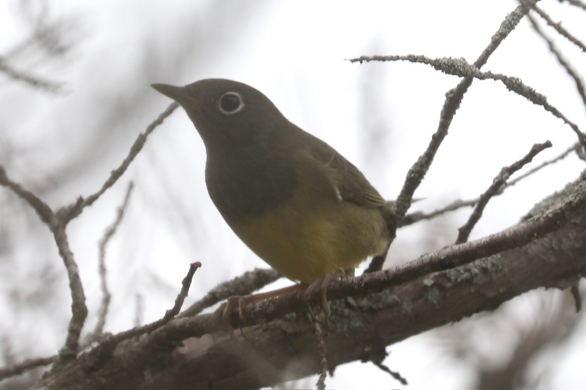 Connecticut Warbler - ML625802357