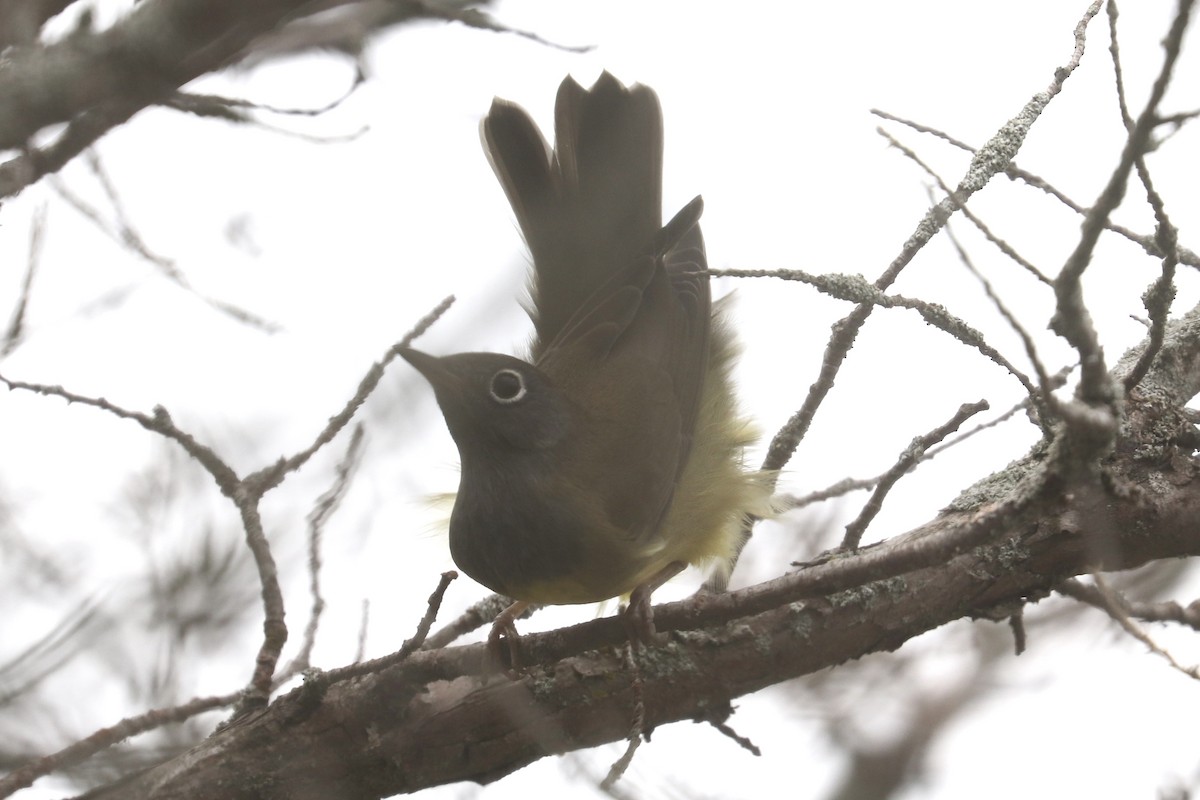 Connecticut Warbler - ML625802358