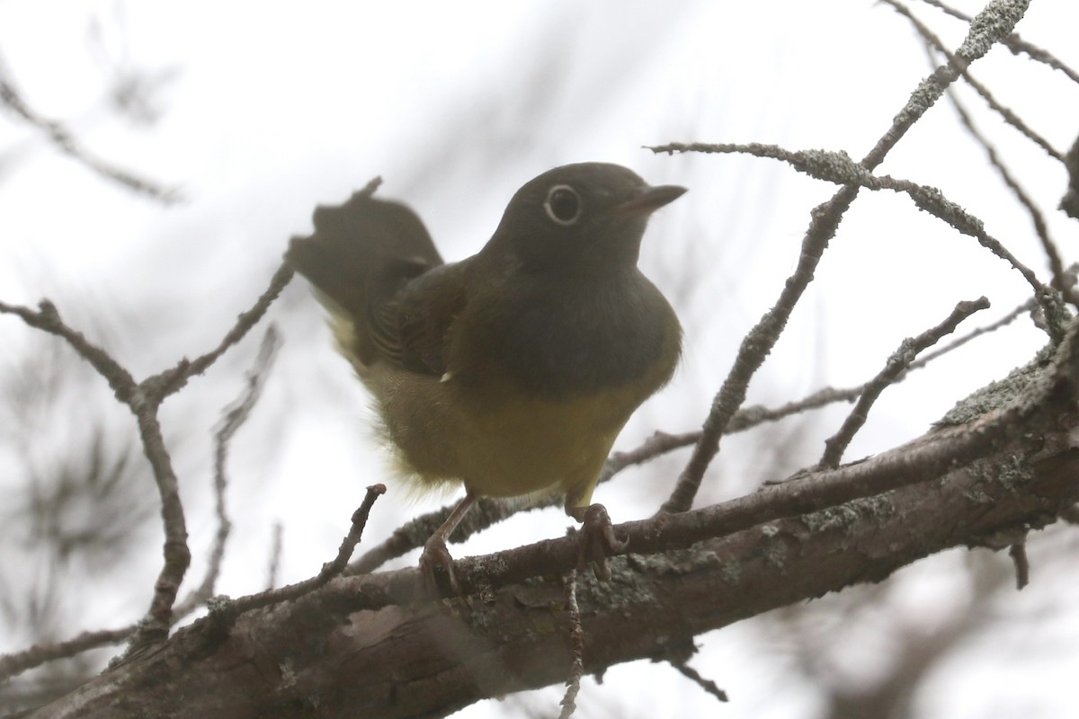 Connecticut Warbler - ML625802359