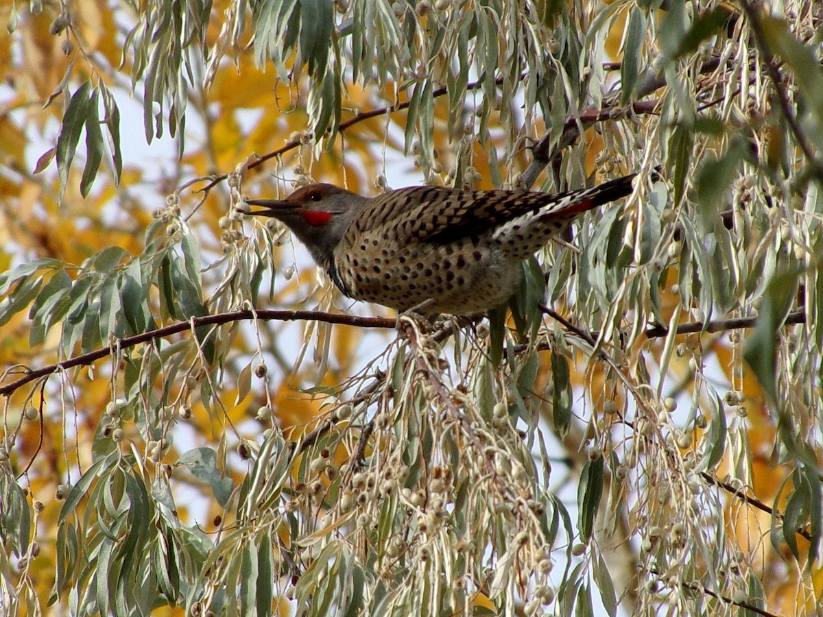 Northern Flicker - ML625802435