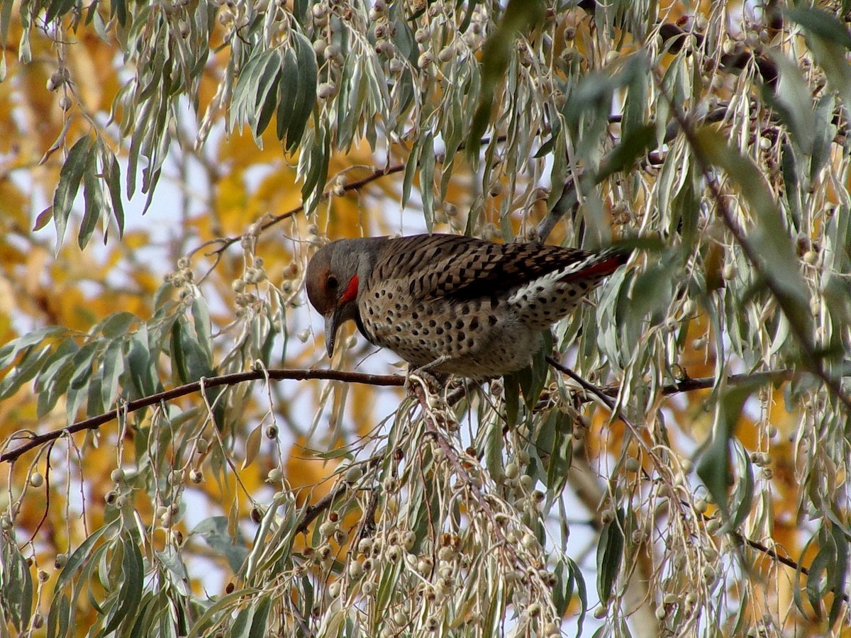 Northern Flicker - ML625802436