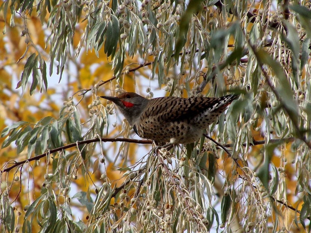 Northern Flicker - ML625802437