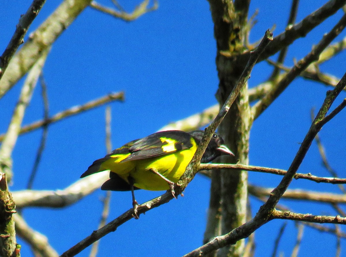 Yellow-bellied Siskin - ML625802593