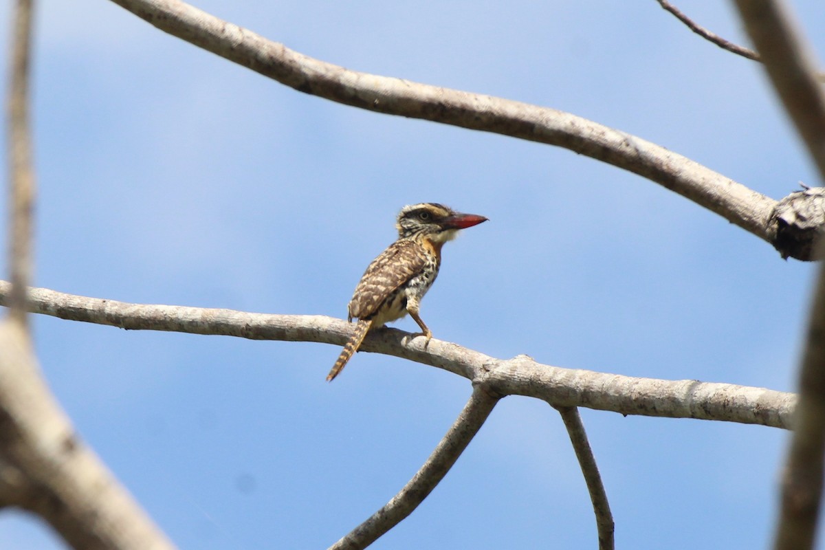 Spot-backed Puffbird (Spot-backed) - ML625802595