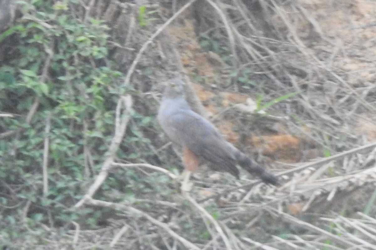 Bicolored Hawk - Navin Sasikumar