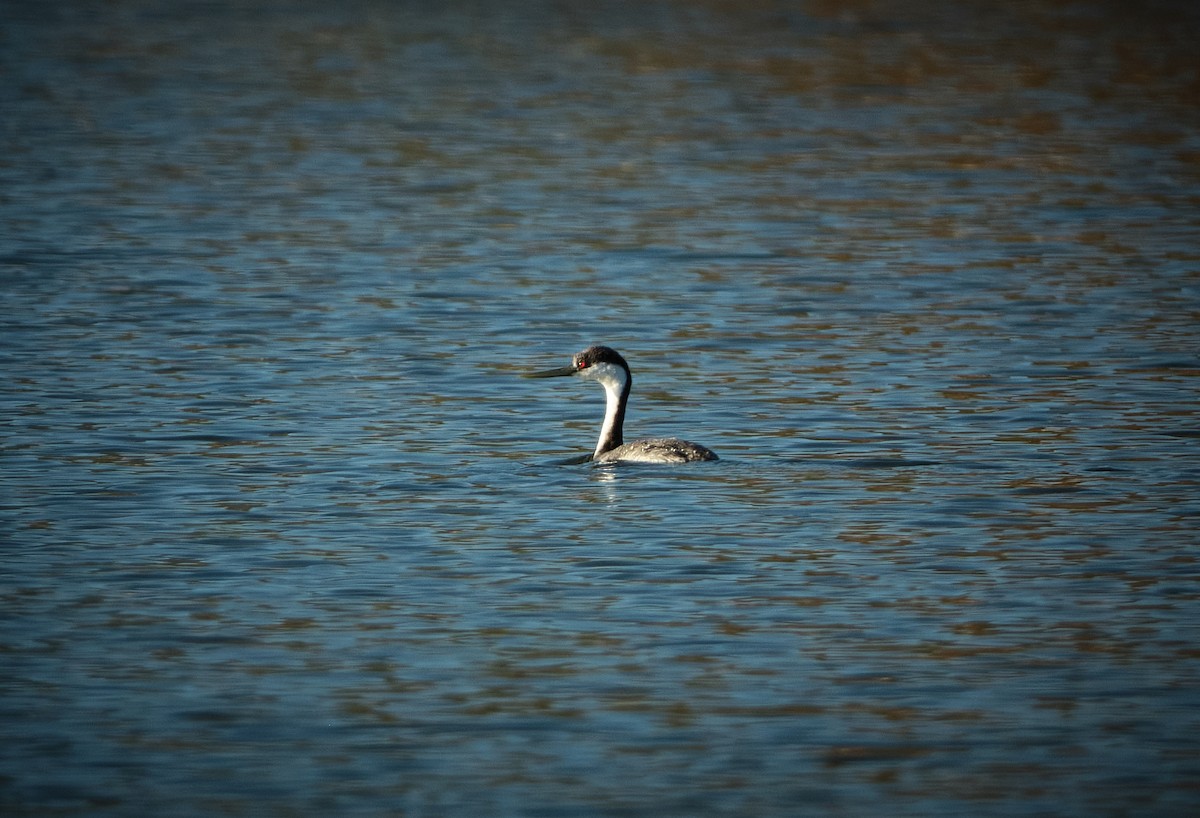 Western Grebe - ML625802636