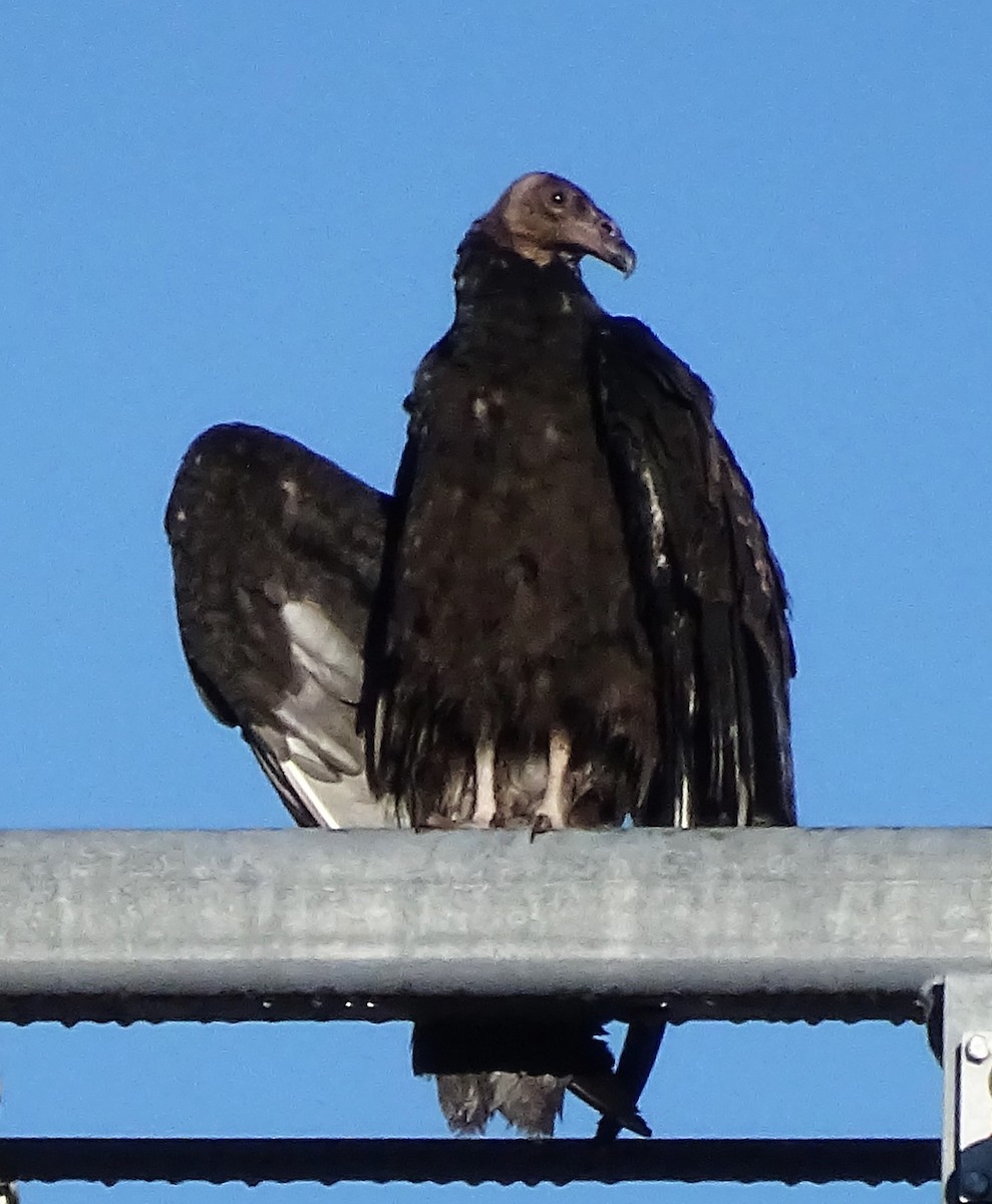 kalkunkondor - ML625802756