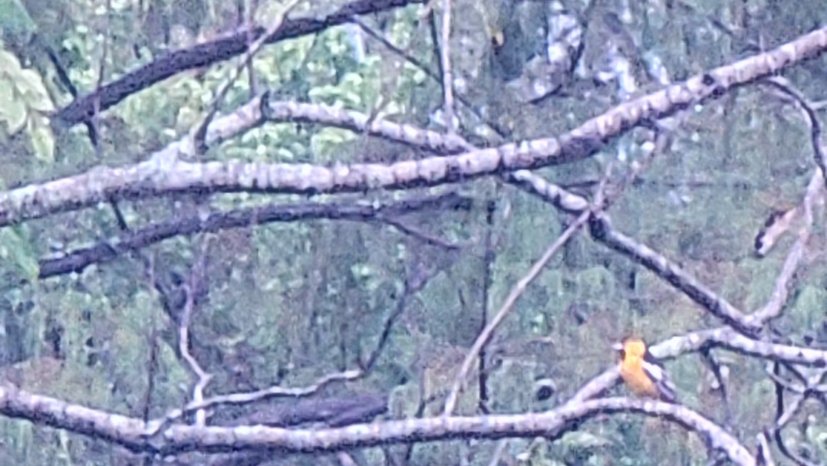 Bullock's Oriole - ML625802788