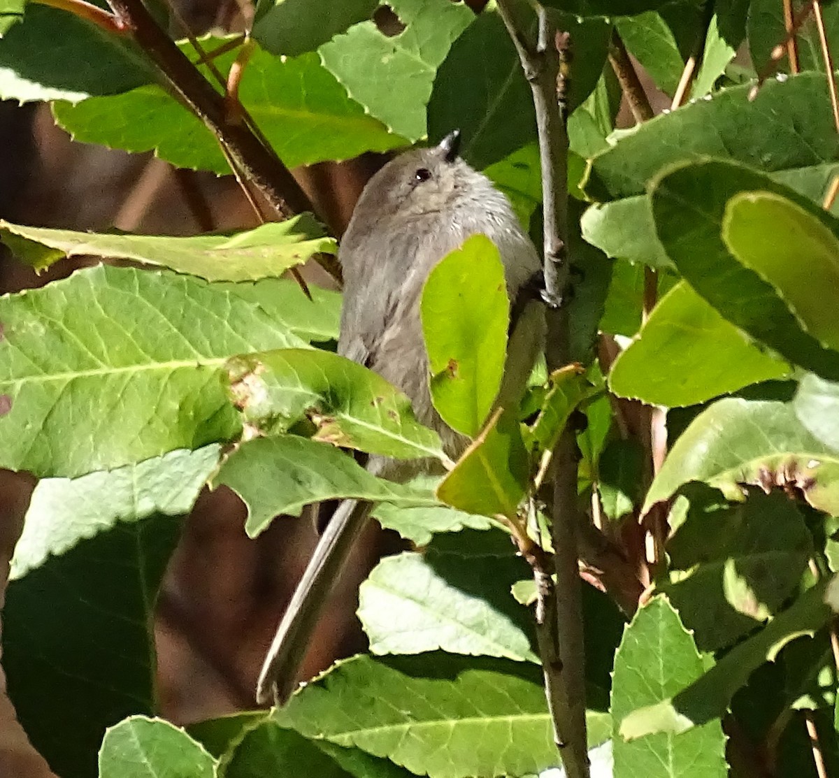 Bushtit - ML625802885