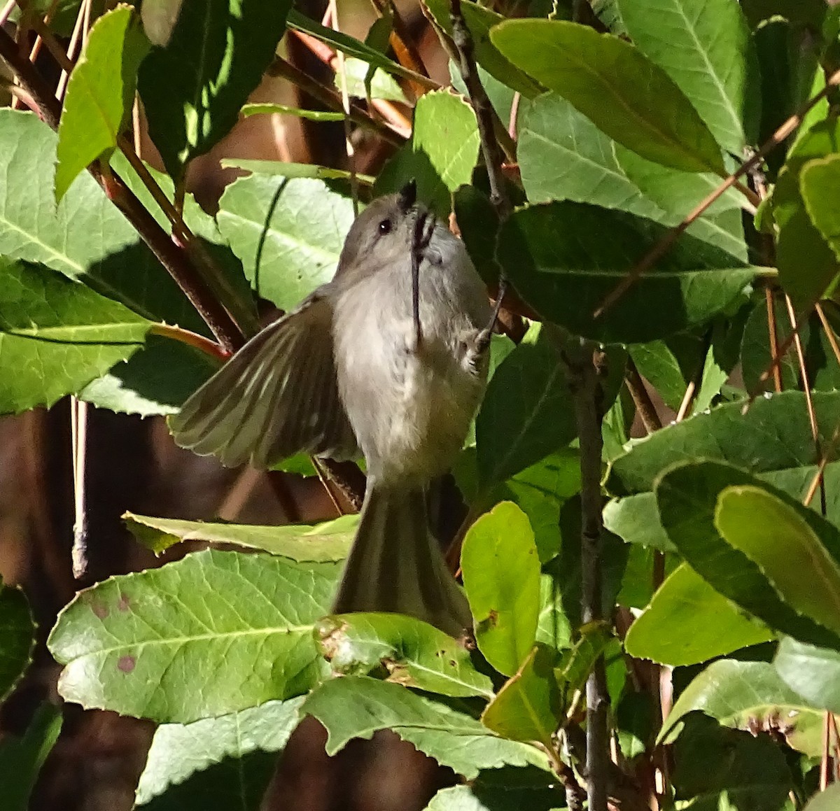 Bushtit - ML625802891