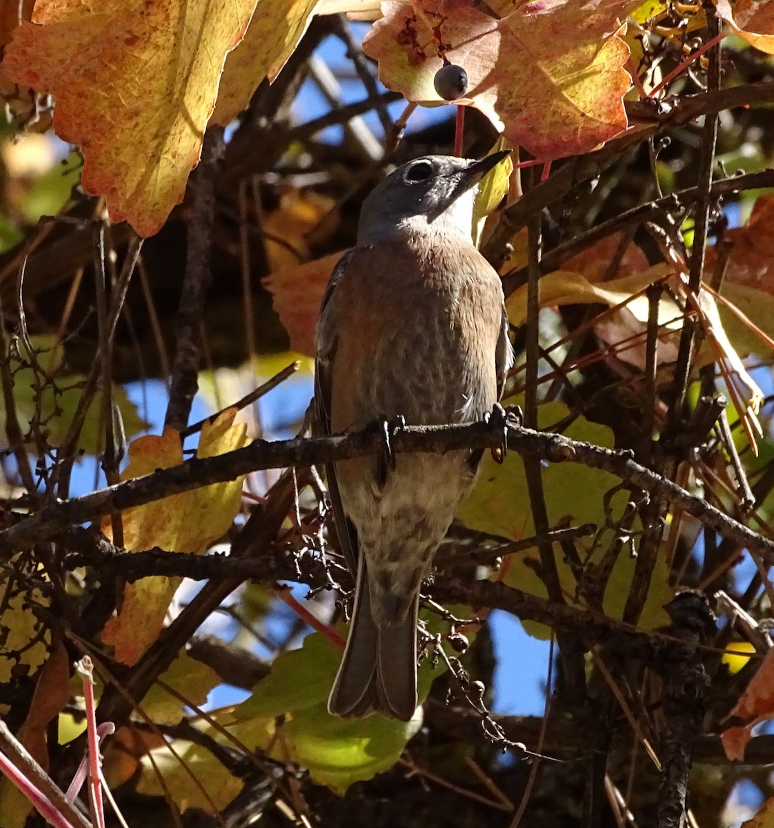 vestblåfugl - ML625802949