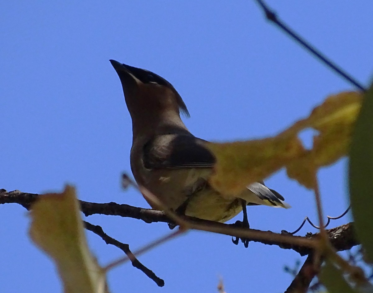Cedar Waxwing - ML625802971