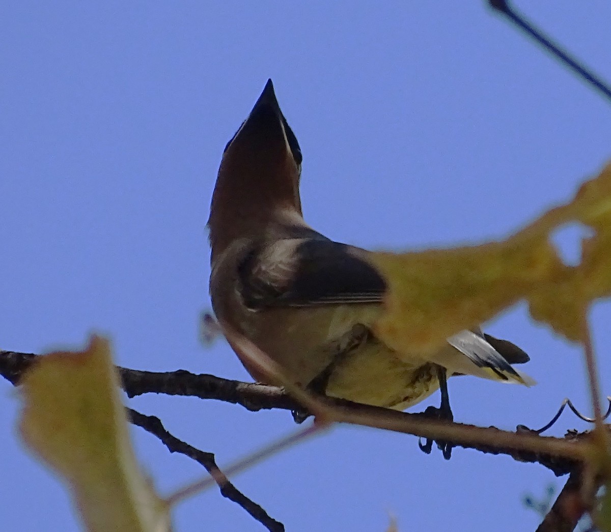 Cedar Waxwing - ML625802974