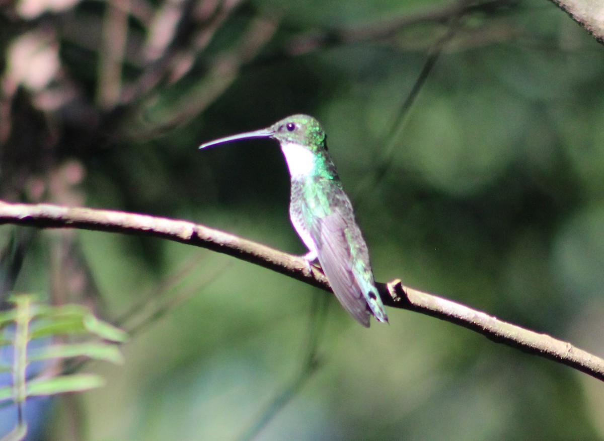 White-throated Hummingbird - ML625802986