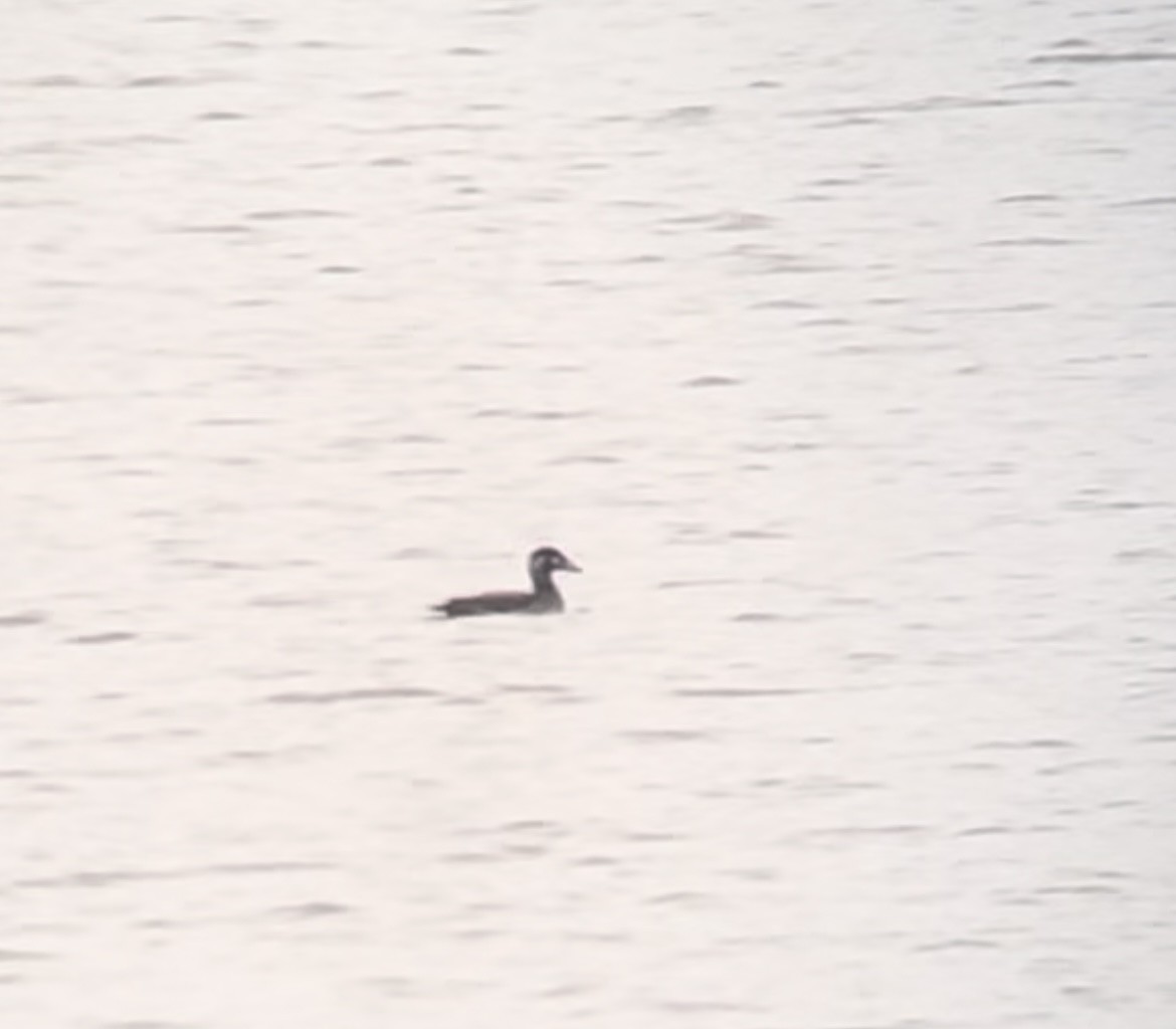 Surf Scoter - ML625803102