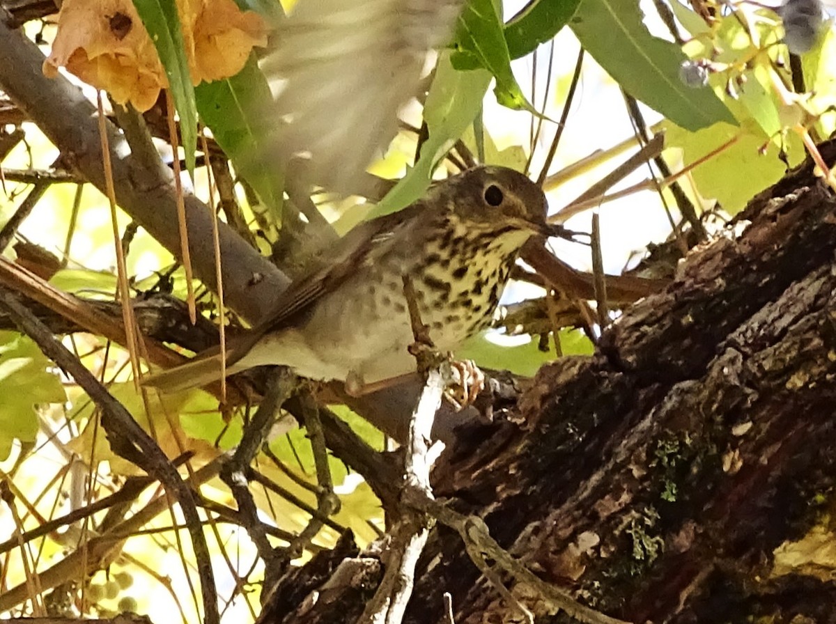 Tordo di Pallas - ML625803126