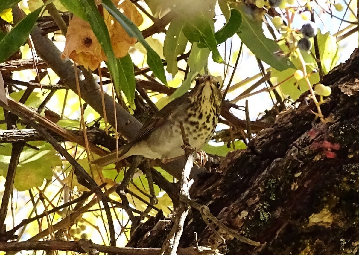 eremittskogtrost - ML625803131