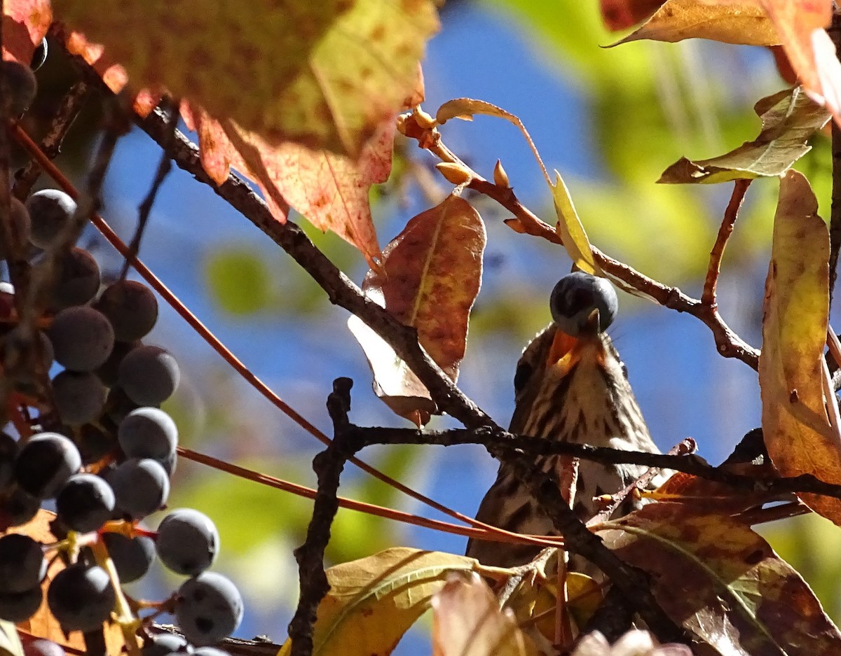 Tordo di Pallas - ML625803136