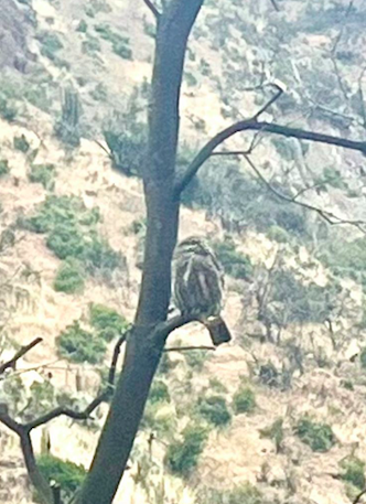 Austral Pygmy-Owl - ML625803368