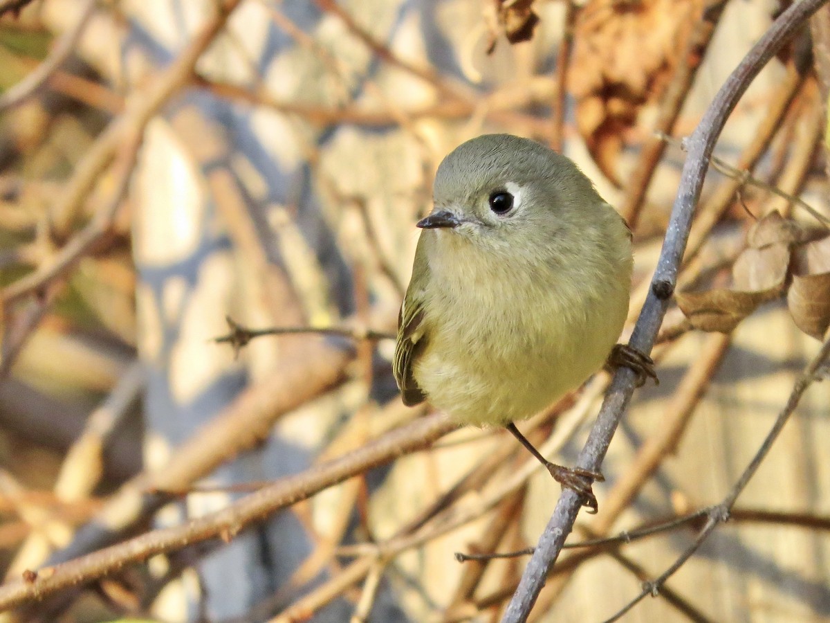 Ruby-crowned Kinglet - ML625803432