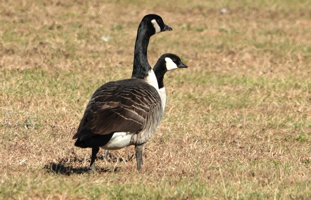 Cackling Goose - ML625803440