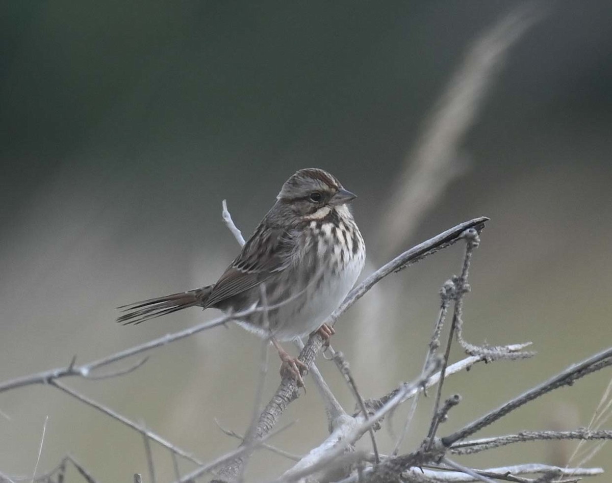 Song Sparrow - ML625803487