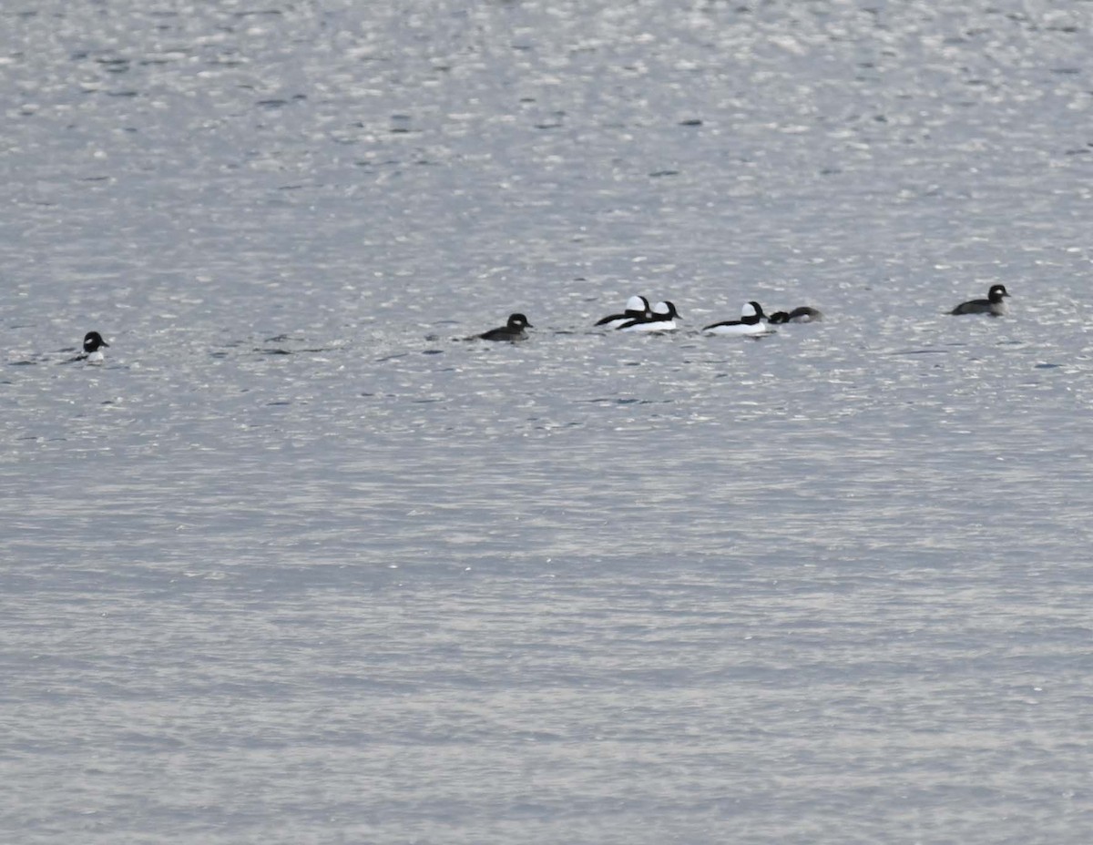 Bufflehead - ML625803568