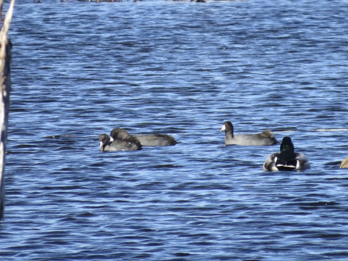 American Coot (Red-shielded) - ML625803591