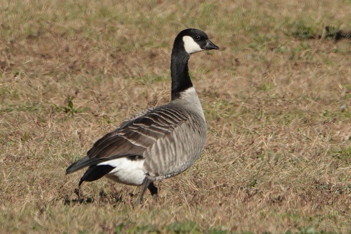 Cackling Goose - ML625803642