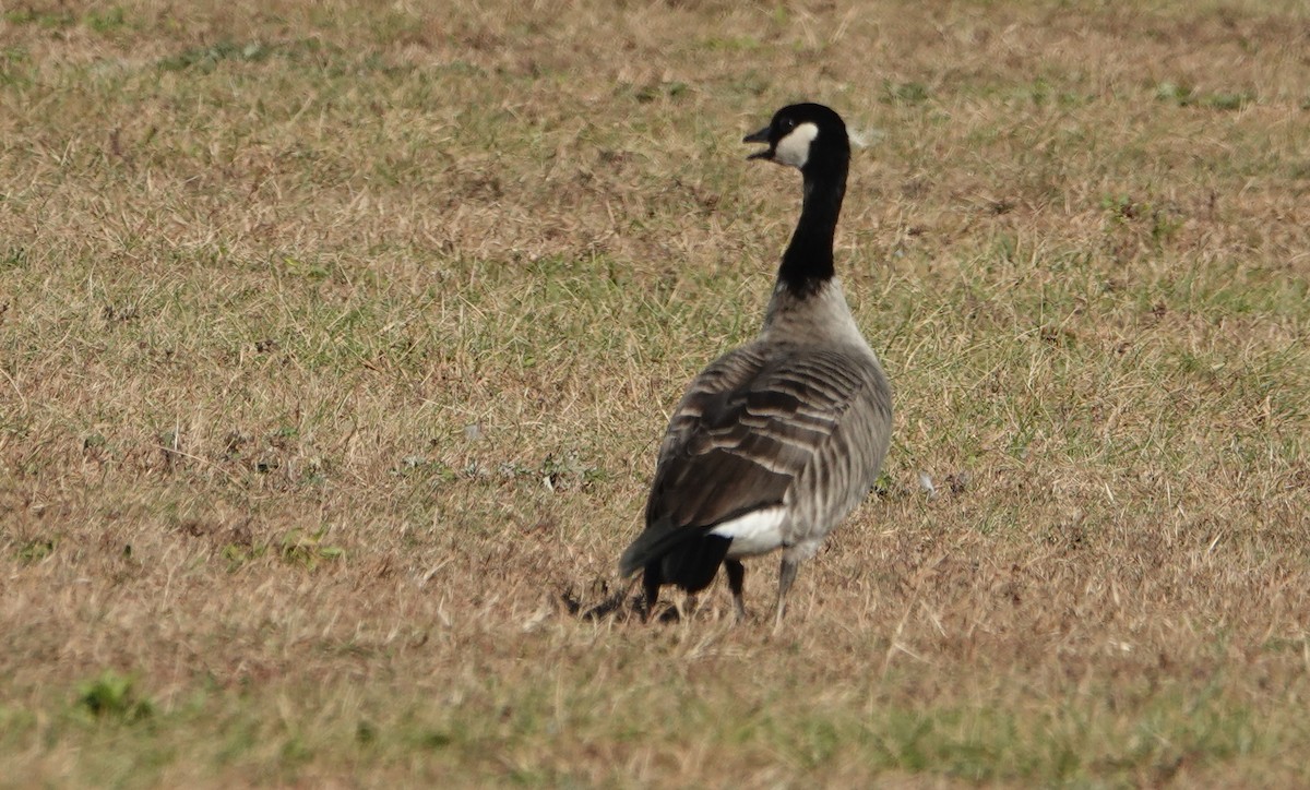 Cackling Goose - ML625803662