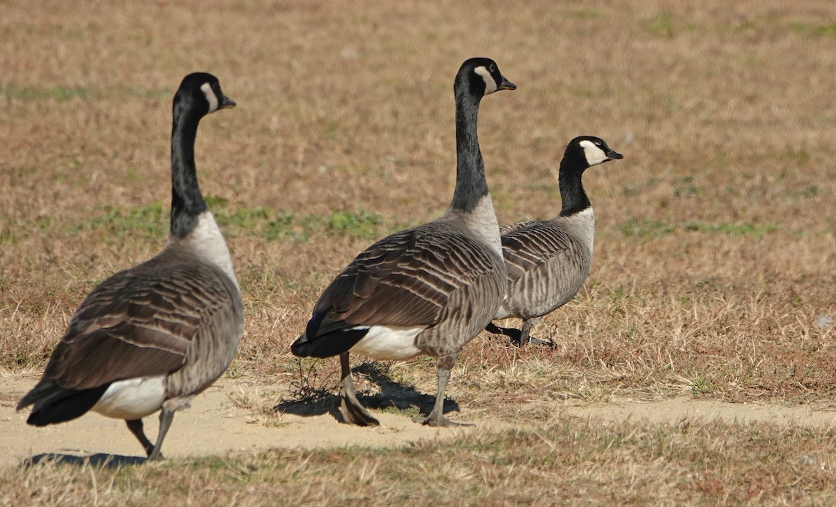 Cackling Goose - ML625803677