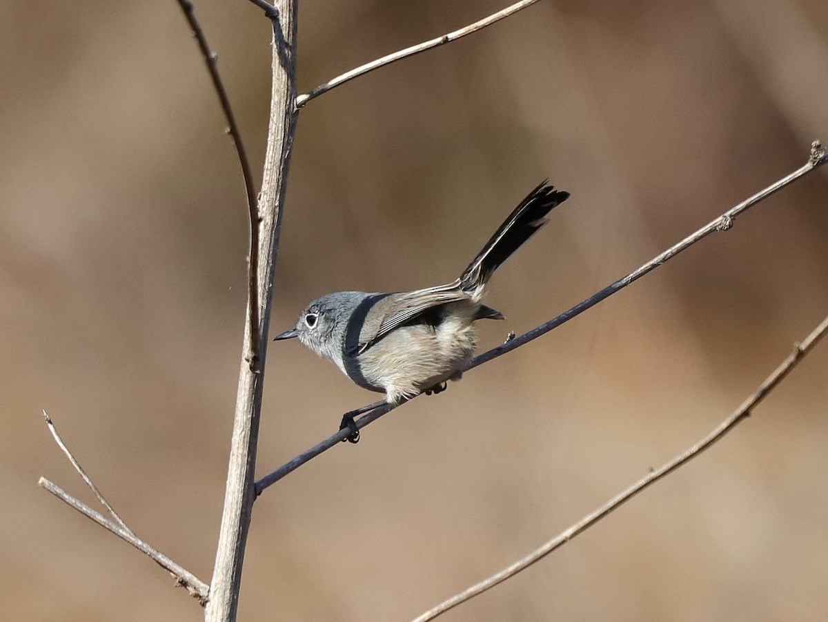 California Gnatcatcher - ML625803965