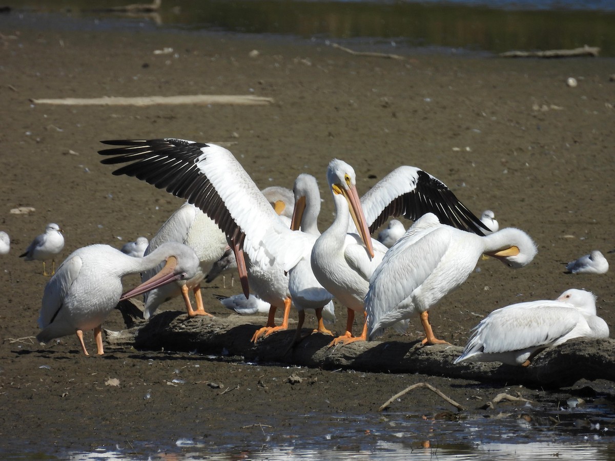 American White Pelican - ML625804085